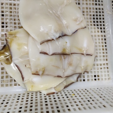 鱿鱼系列生产加工