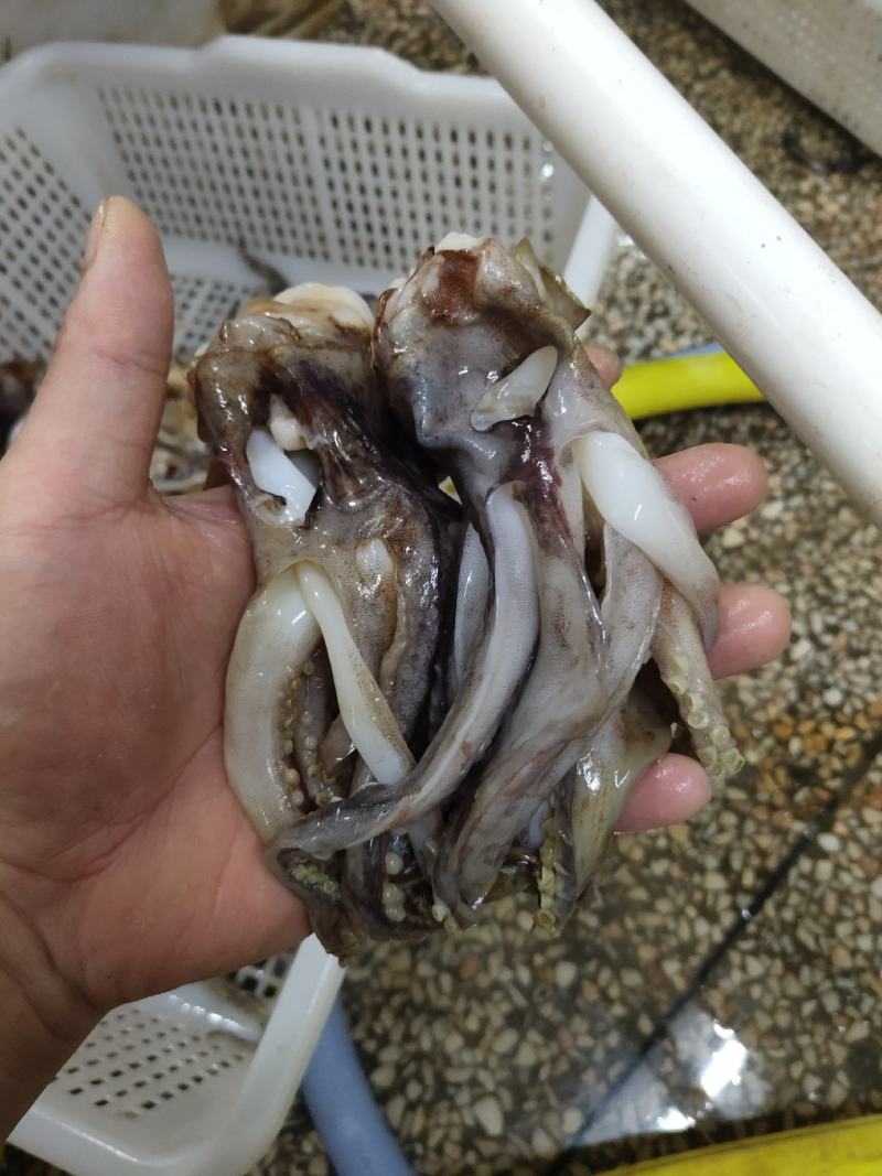鱿鱼系列生产加工