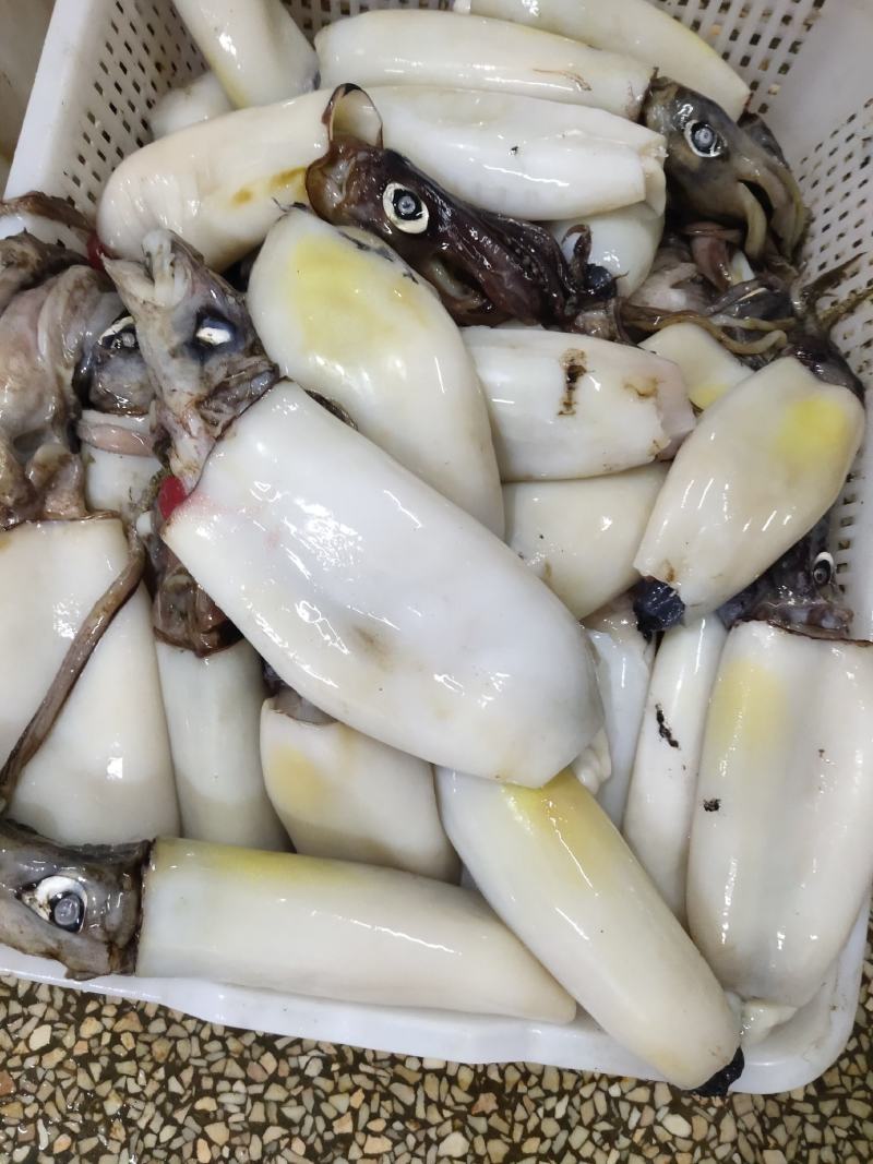 鱿鱼系列生产加工