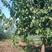 杏树，山杏树，油杏树，品种杏树，绿化工程专用！造林树