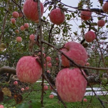 宁县苹果