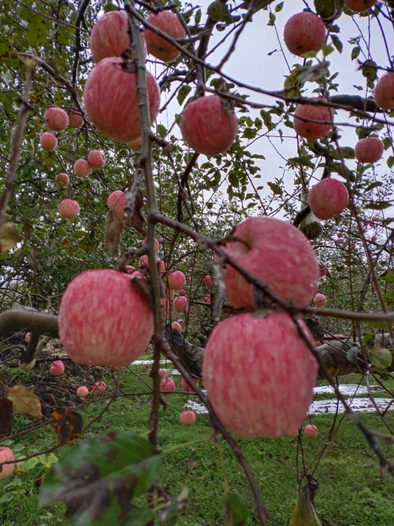 宁县苹果