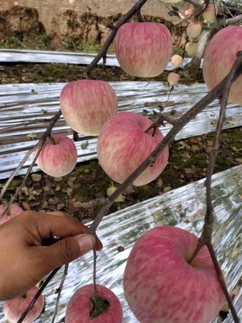宁县苹果