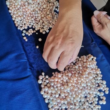 珍珠贝壳