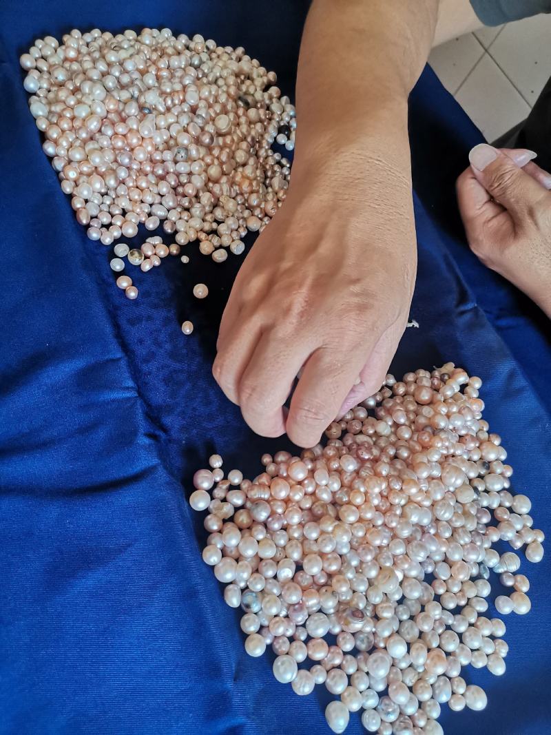 珍珠贝壳