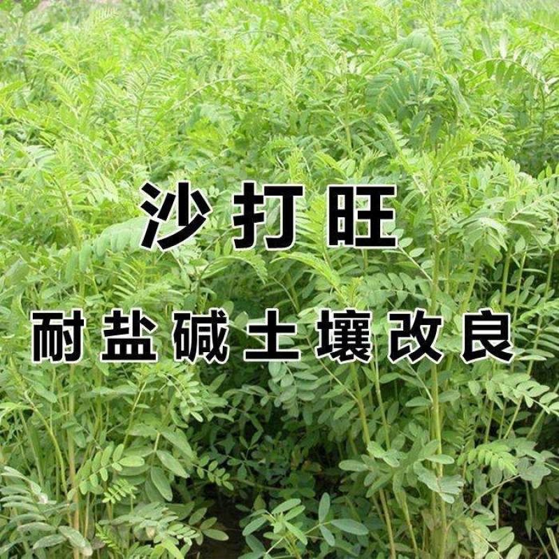 沙打旺种子耐寒耐旱盐碱草籽四季绿肥多年生牧草防沙固土