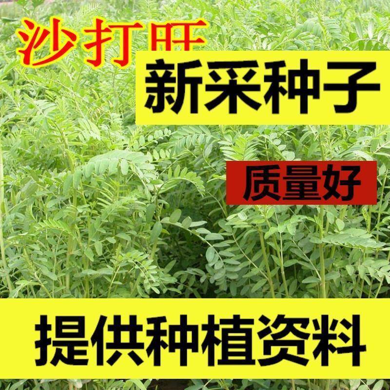 沙打旺种子耐寒耐旱盐碱草籽四季绿肥多年生牧草防沙固土