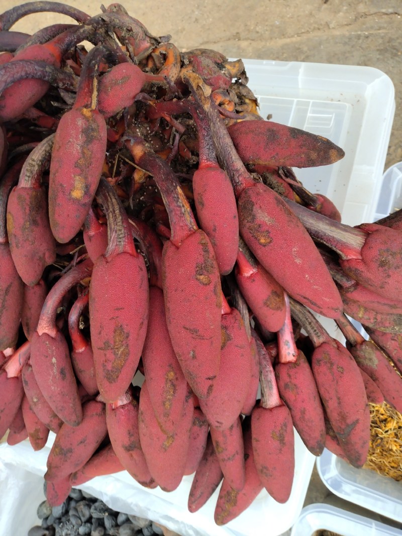 回春草无硫干货