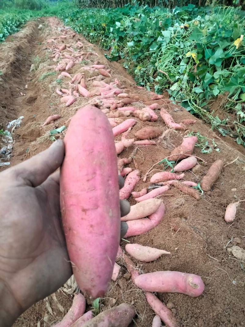 烟薯