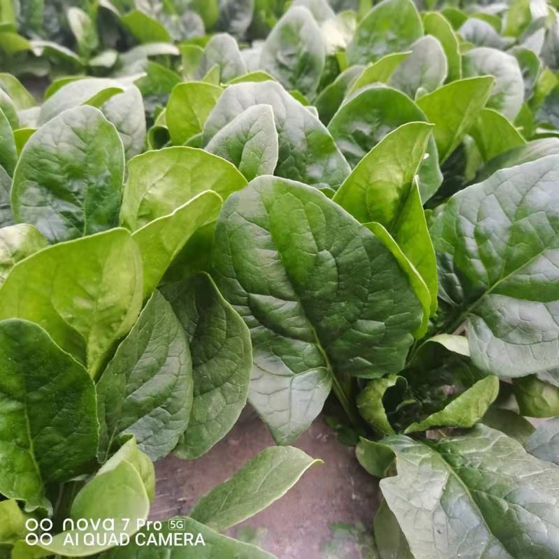菠菜