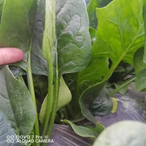 菠菜