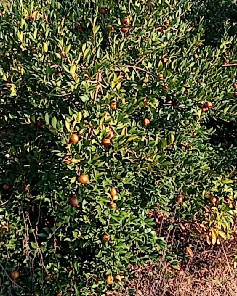 山茶果批发