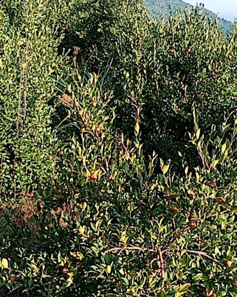 山茶果批发