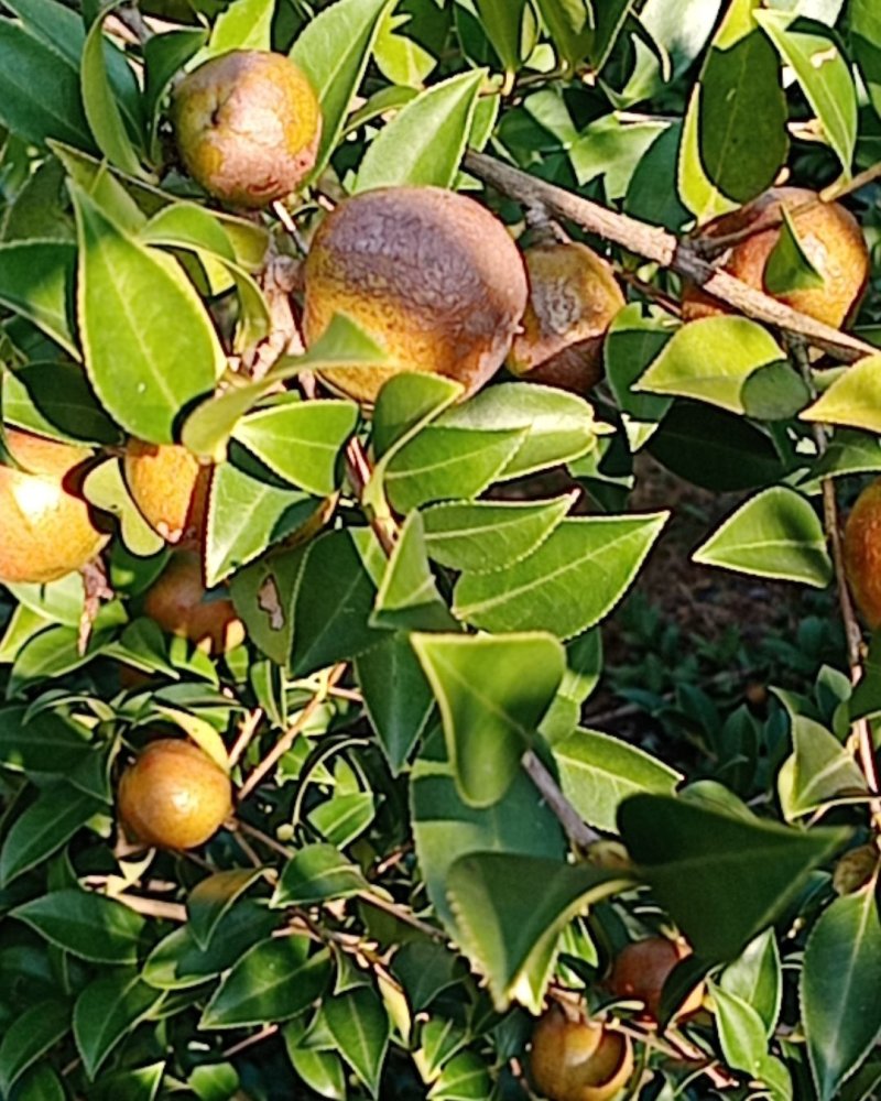 山茶果批发