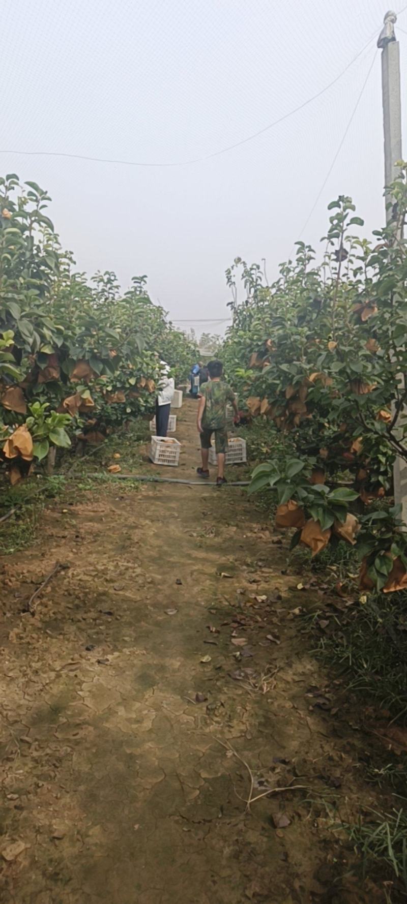 晚秋黄梨开园了！果品特别好！都是回头客！欢迎新老客户前来