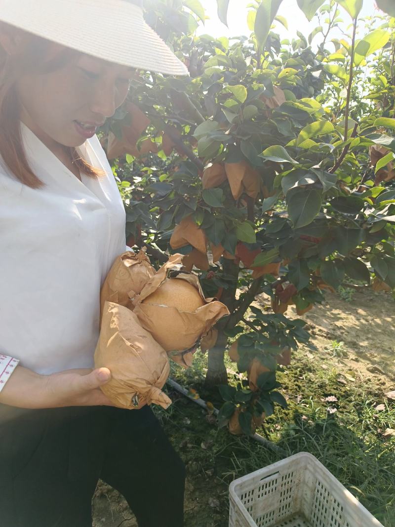 晚秋黄梨开园了！果品特别好！都是回头客！欢迎新老客户前来