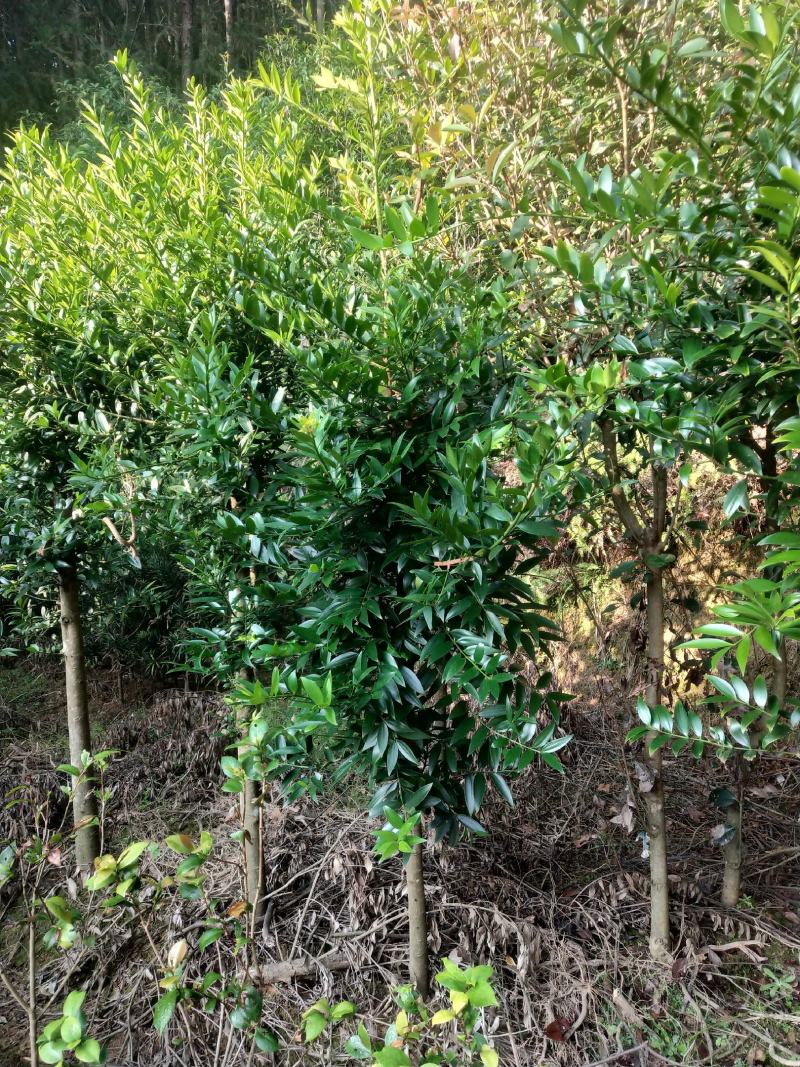 2到4公分竹柏精品竹柏绿化竹柏小苗多种规格