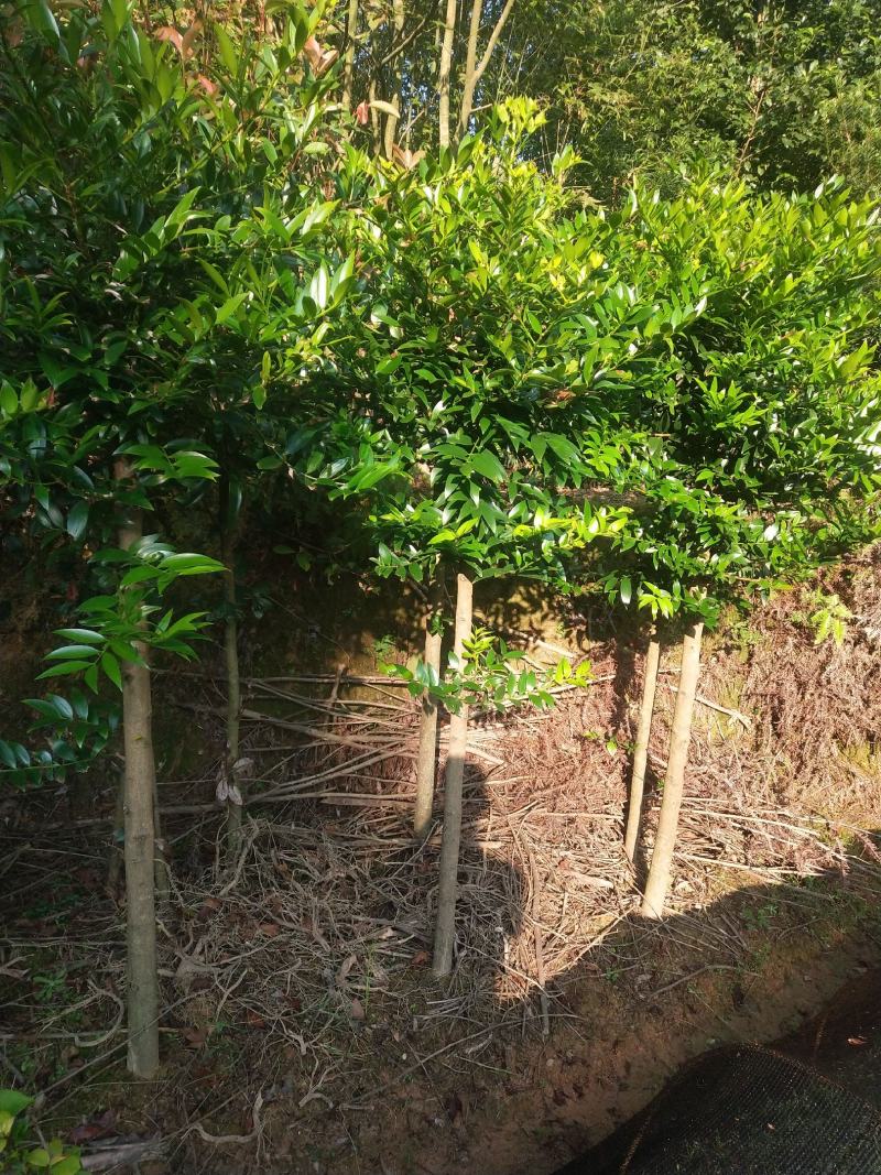 2到4公分竹柏精品竹柏绿化竹柏小苗多种规格