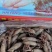 单冻海兔生冻籽乌笔管鱼皮籽笔管鱼鱿鱼单冻无冰衣