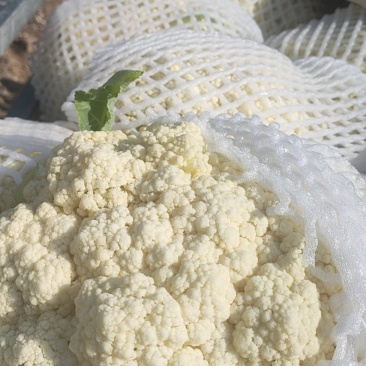 松花菜陕西精品有机花菜产地直供发全国质量优