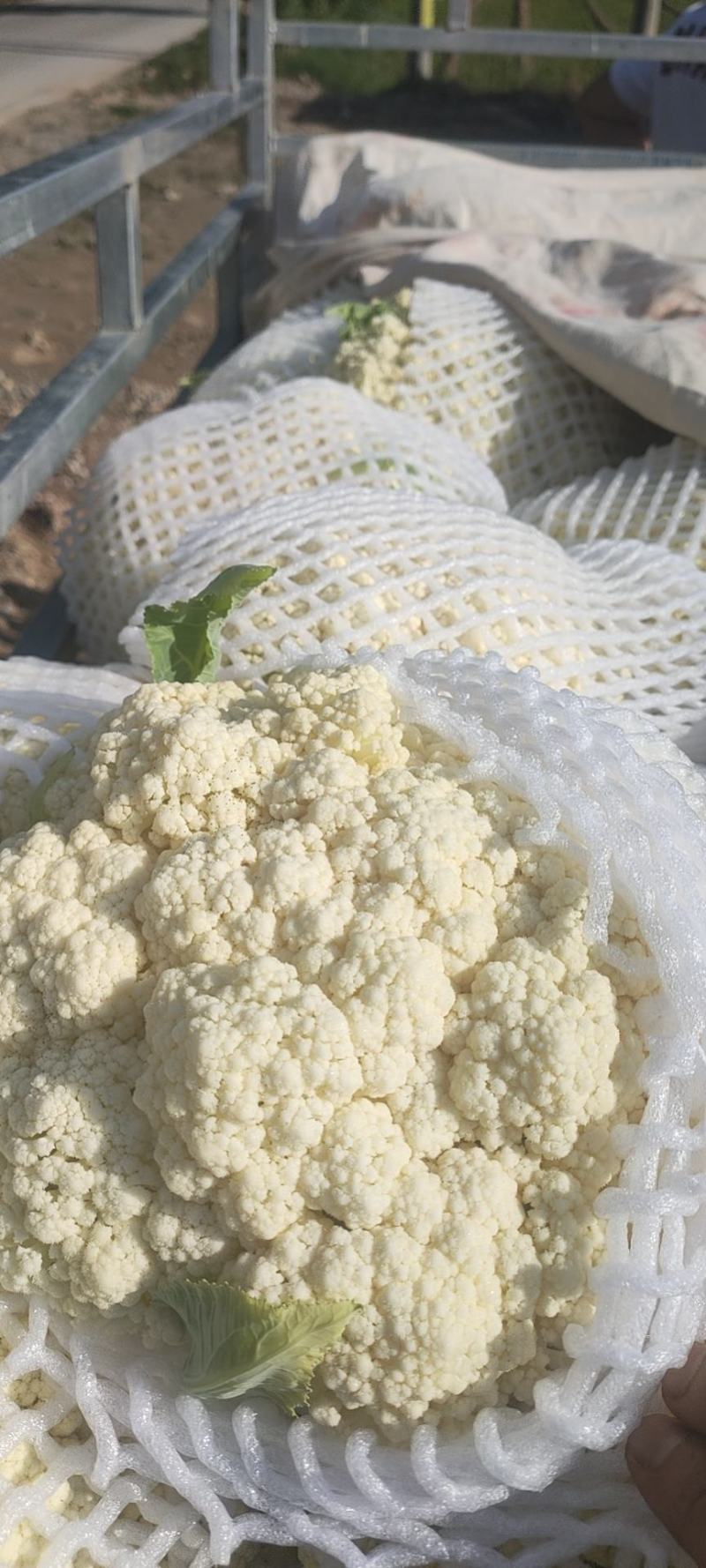 松花菜陕西精品有机花菜产地直供发全国质量优
