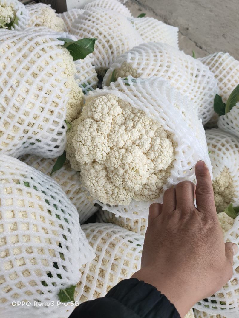 松花菜陕西精品有机花菜产地直供发全国质量优