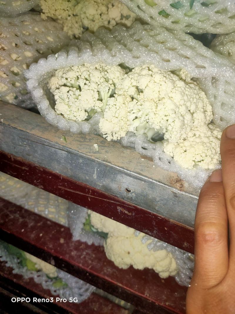 松花菜陕西精品有机花菜产地直供发全国质量优