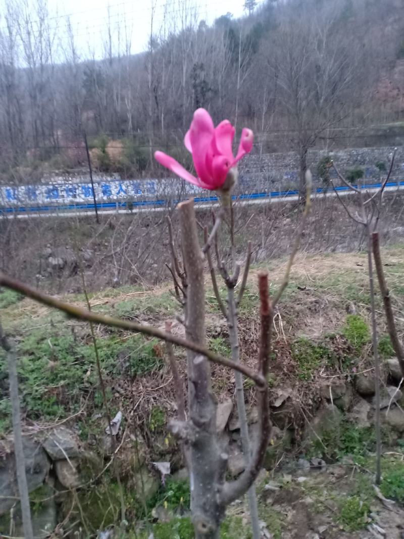 红玉兰，娇红一号，基地苗子，一手货
