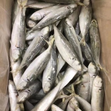 巴浪鱼，灯光巴浪鱼。