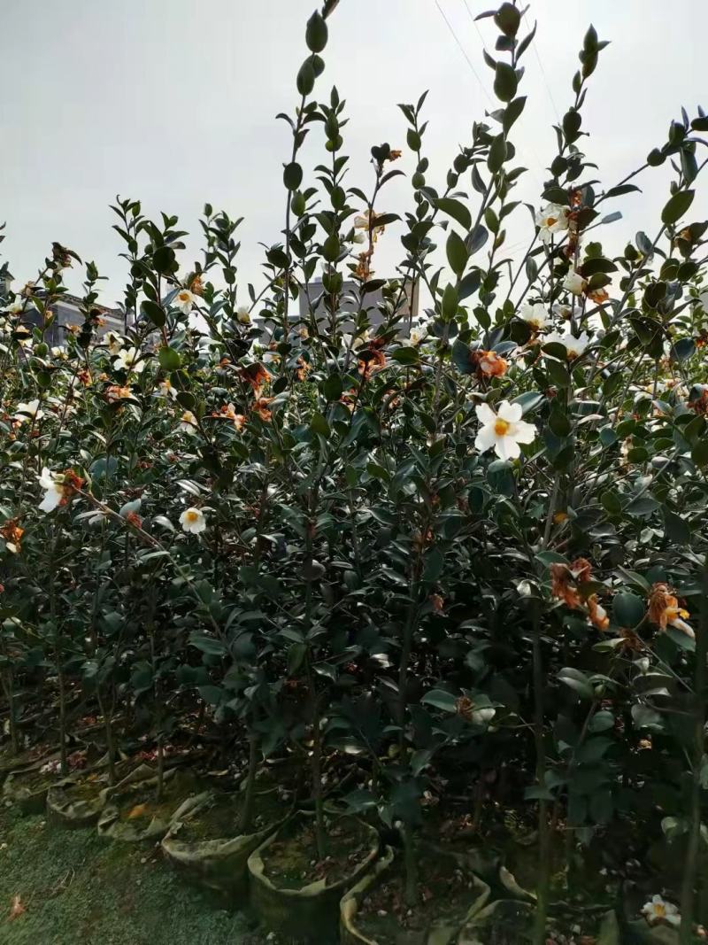 嫁接油茶精品杯苗小苗精品油茶绿化苗小苗嫁接