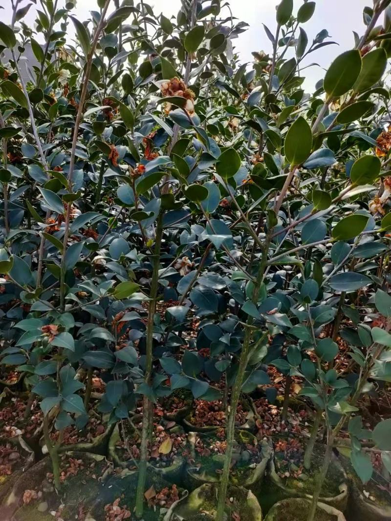 嫁接油茶精品杯苗小苗精品油茶绿化苗小苗嫁接