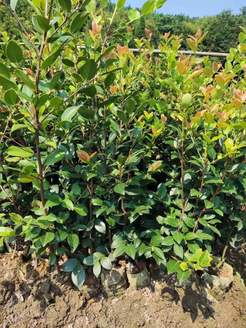 嫁接油茶精品杯苗小苗精品油茶绿化苗小苗嫁接