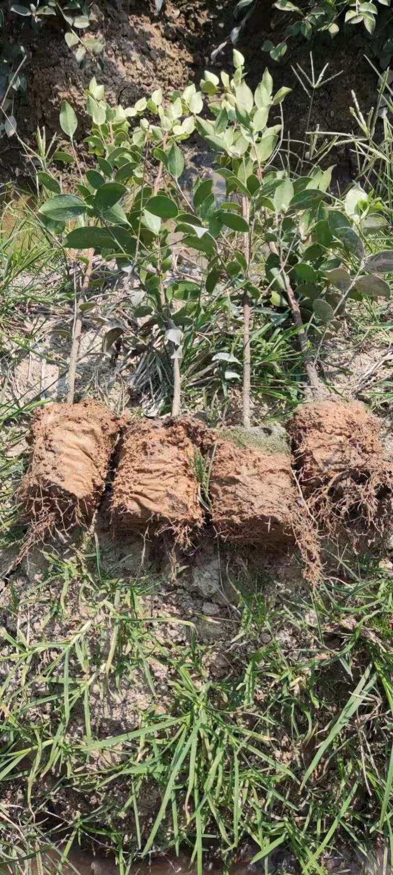 嫁接油茶精品杯苗小苗精品油茶绿化苗小苗嫁接