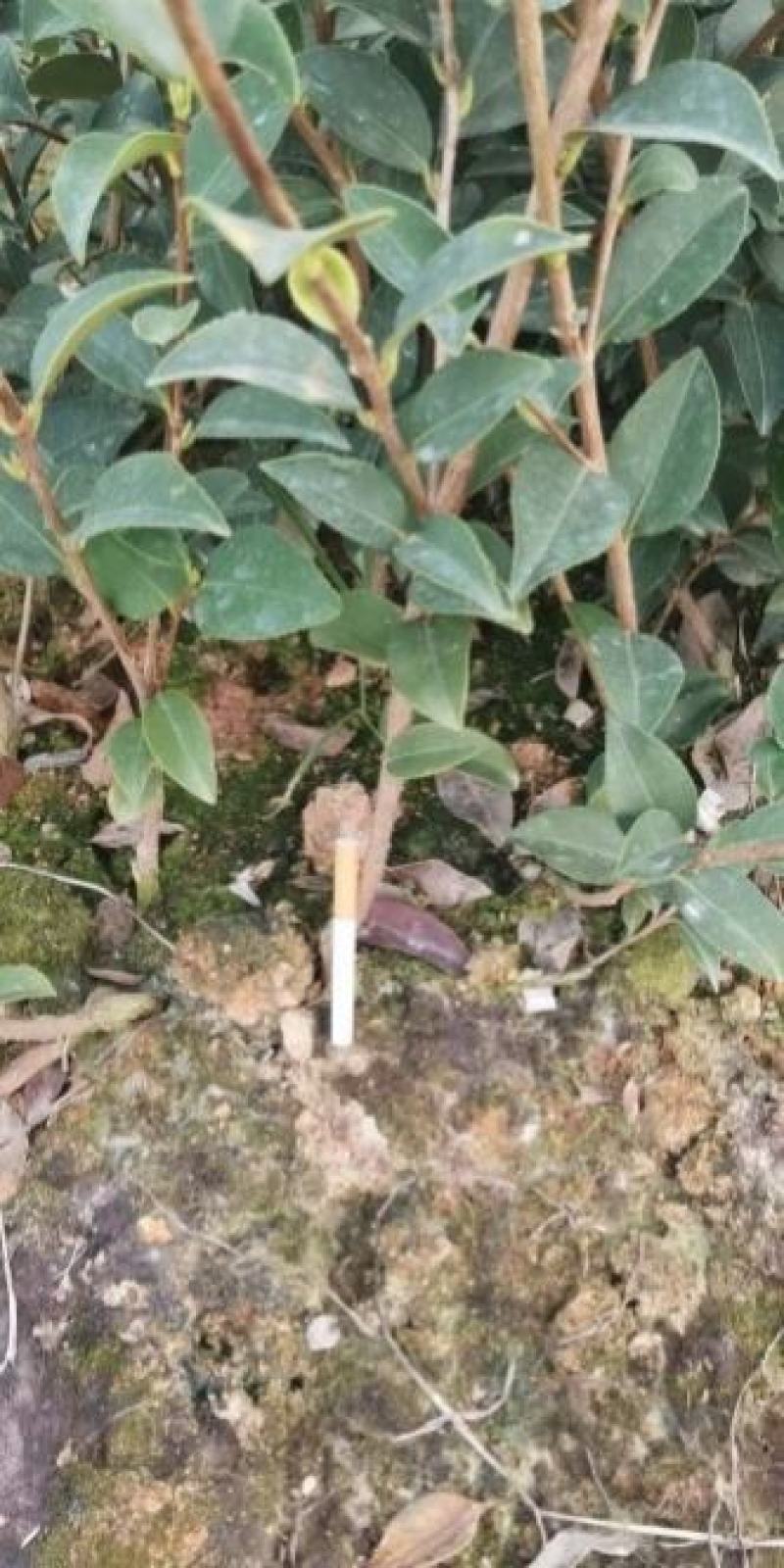 嫁接油茶精品杯苗小苗精品油茶绿化苗小苗嫁接