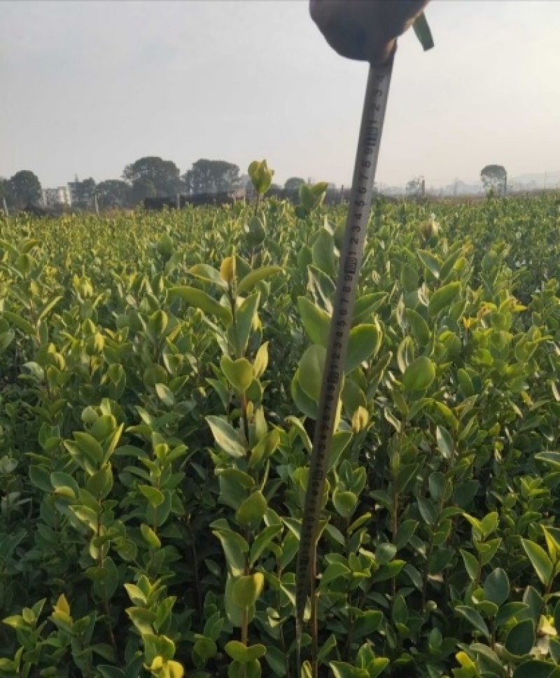 嫁接油茶精品杯苗小苗精品油茶绿化苗小苗嫁接