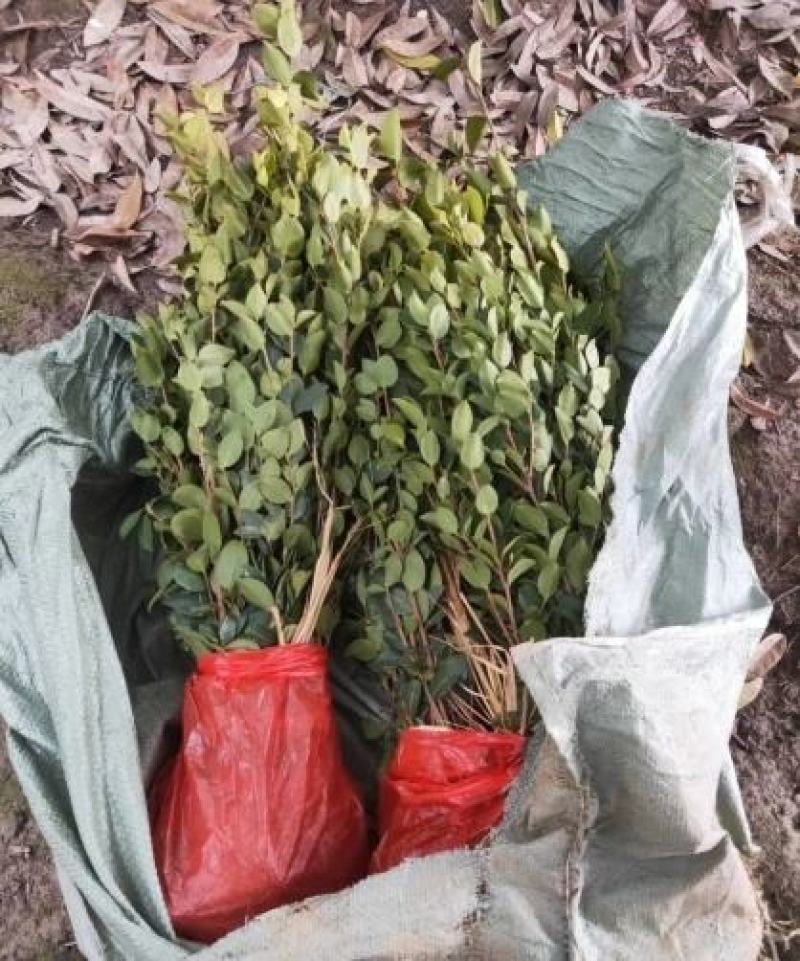 嫁接油茶精品杯苗小苗精品油茶绿化苗小苗嫁接