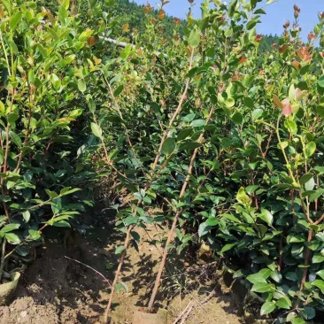 嫁接油茶精品杯苗小苗精品油茶绿化苗小苗嫁接