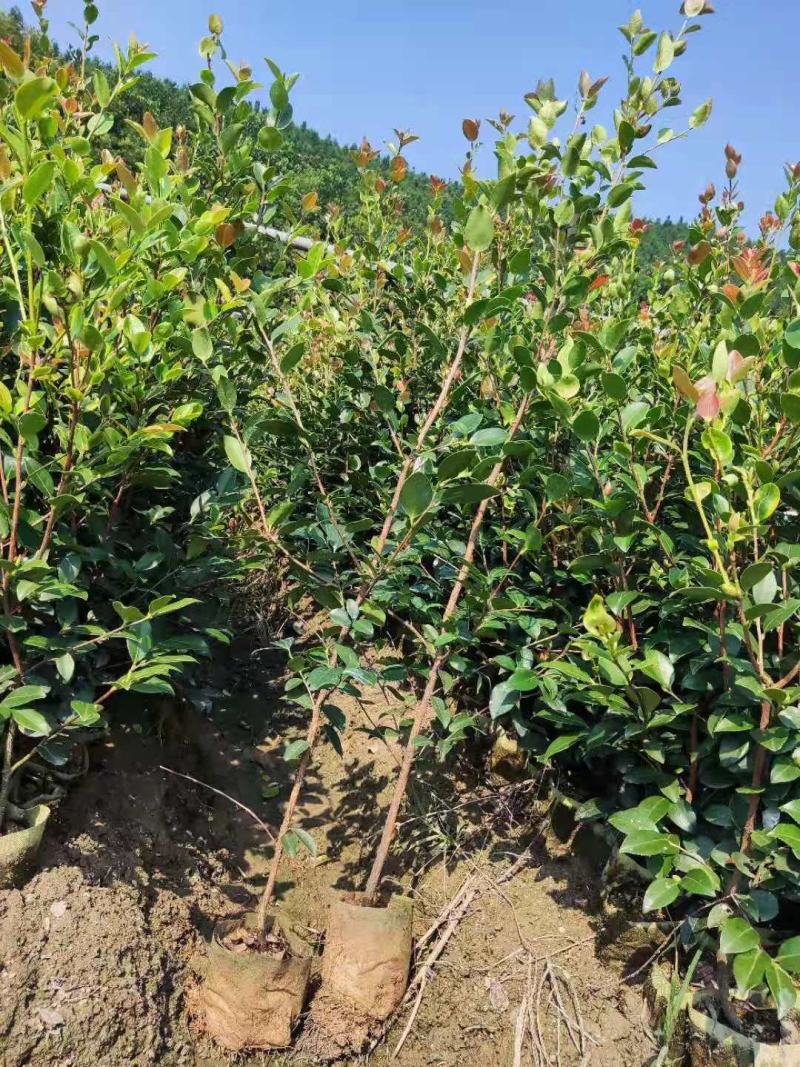 嫁接油茶精品杯苗小苗精品油茶绿化苗小苗嫁接