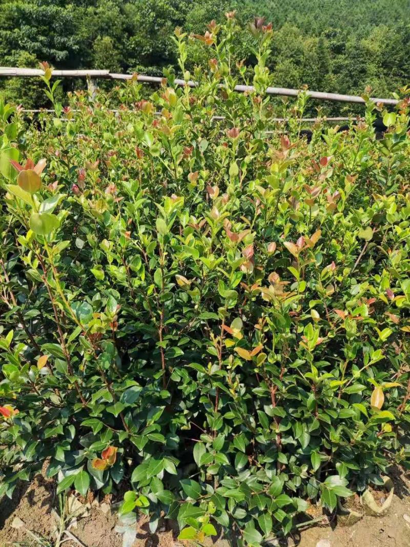 嫁接油茶精品杯苗小苗精品油茶绿化苗小苗嫁接