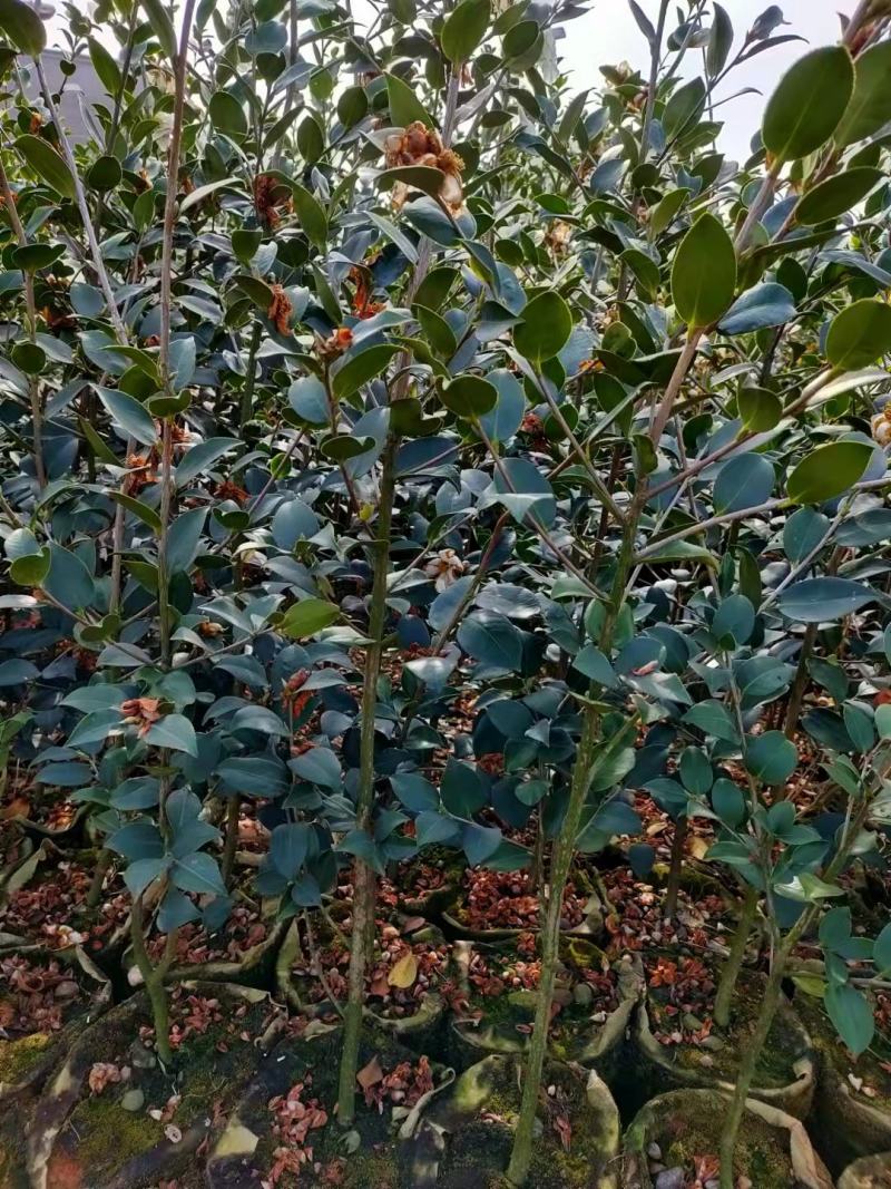 嫁接油茶精品杯苗小苗精品油茶绿化苗小苗嫁接