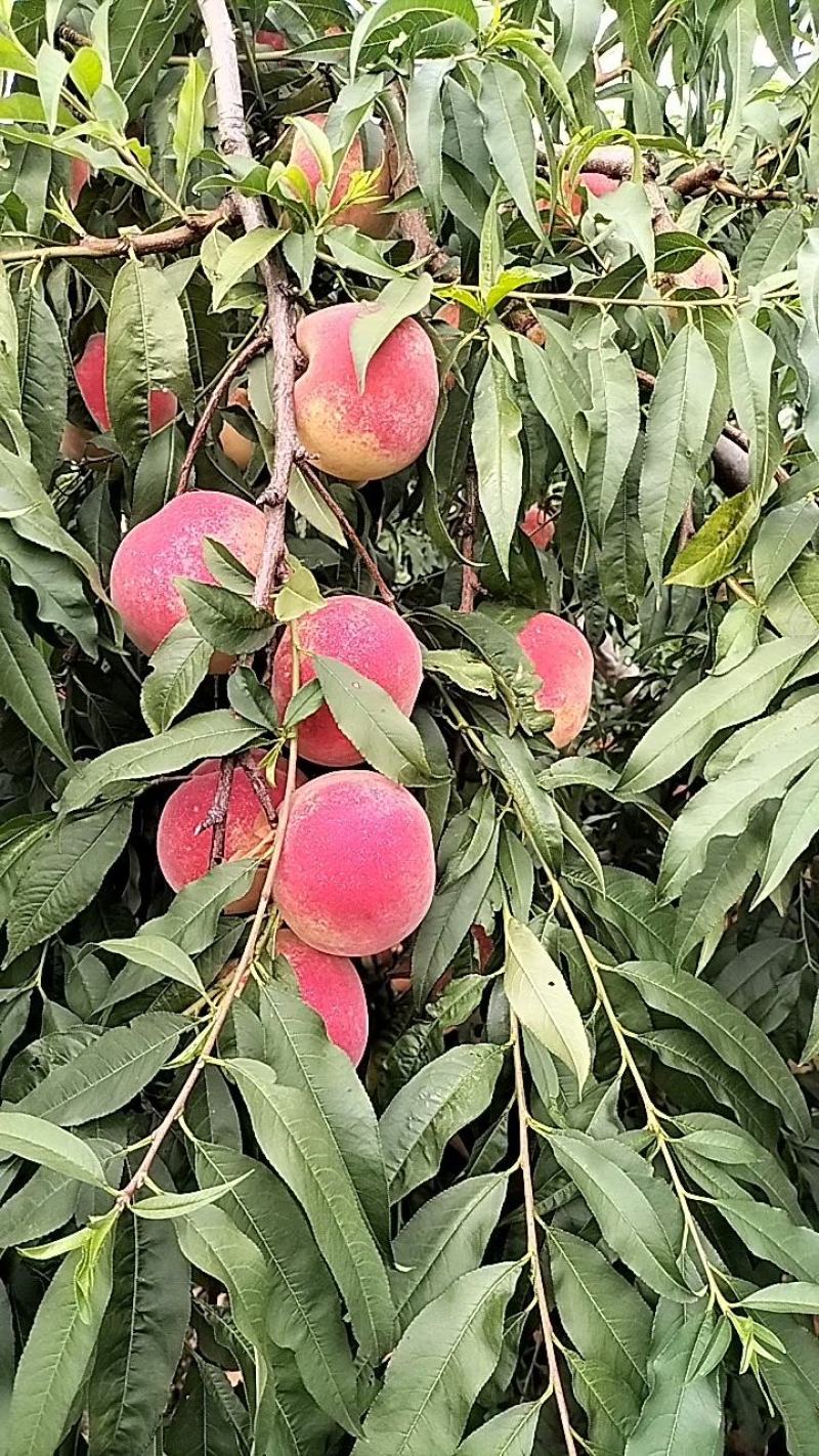 金秋红蜜桃