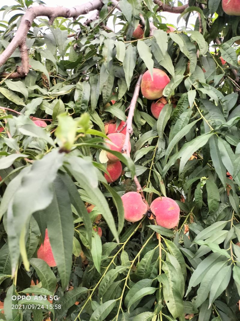 金秋红蜜桃