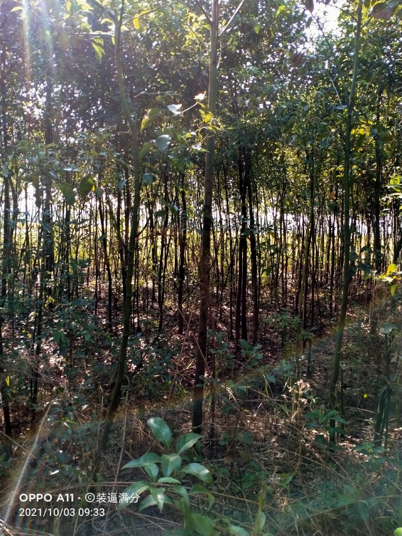 2到5公分香樟苗质量如图