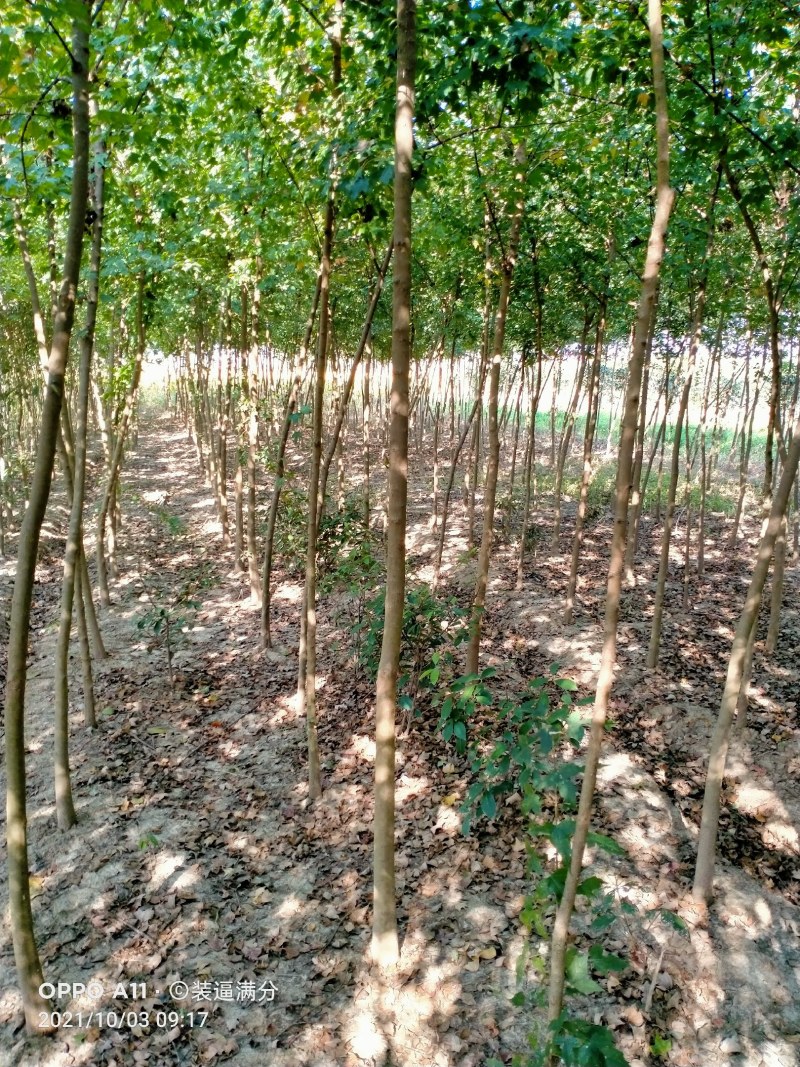 移栽三角枫2至4公分