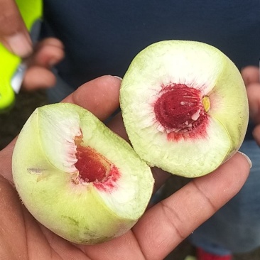 青州离核蜜桃