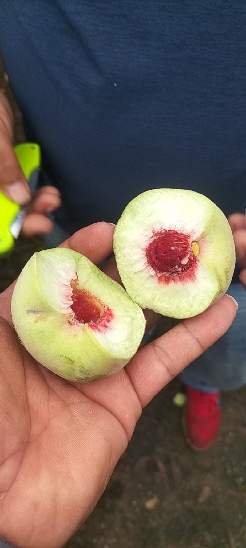 青州离核蜜桃