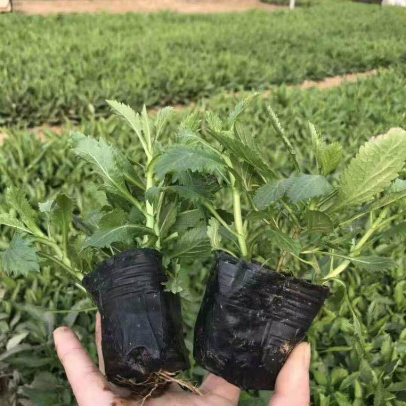 山东柳叶马鞭草种植大量供应柳叶马鞭草100万株