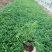 山东柳叶马鞭草种植大量供应柳叶马鞭草100万株