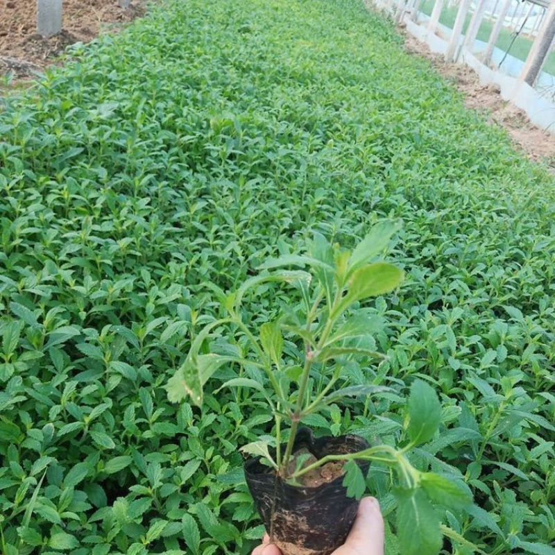 山东柳叶马鞭草种植大量供应柳叶马鞭草100万株