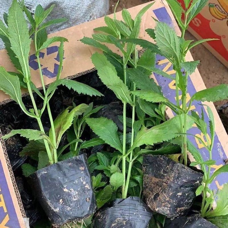 山东柳叶马鞭草种植大量供应柳叶马鞭草100万株